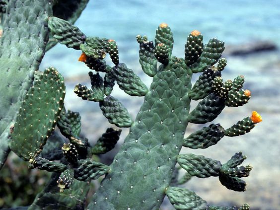 cactus consola rubescens