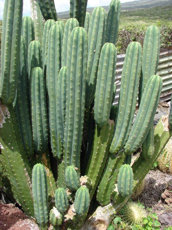 cactus sin espinas