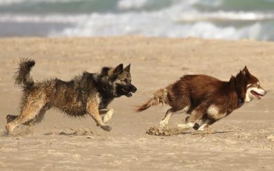 Mascotas en la ola de calor: cómo protegerlas