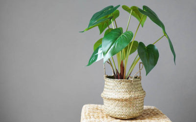 Plantas artificiales en casa: Tips para lucirlas