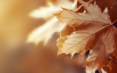 7 manualidades de otoño para hacer con niños